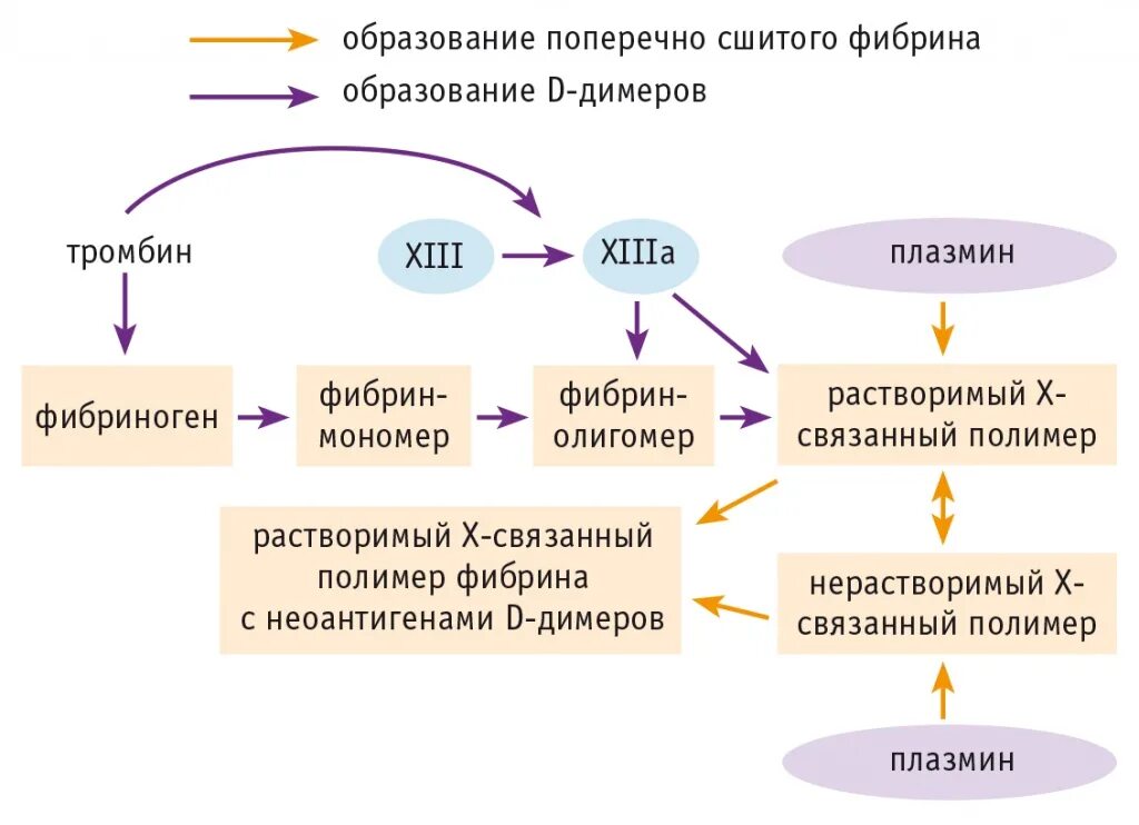 Фибрин функции. Фибринолиз схема. биохимические механизмы образования фибрин-полимера. реакция образования фибрина полимера из фибрина-мономера. тромбин белок.