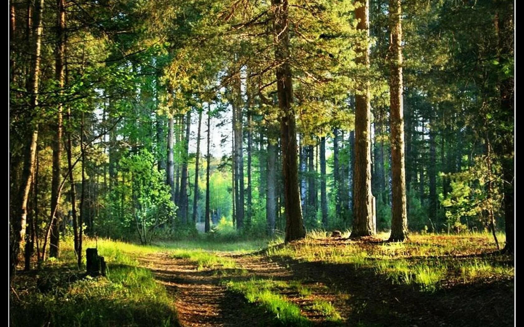 Доступный лес. Леса Тюмень землях лесного фонда. Земли лесного фонда. Опушка леса. Лесной пейзаж.