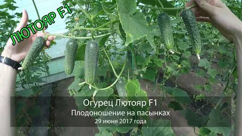 Огурец лютояр f1 описание отзывы