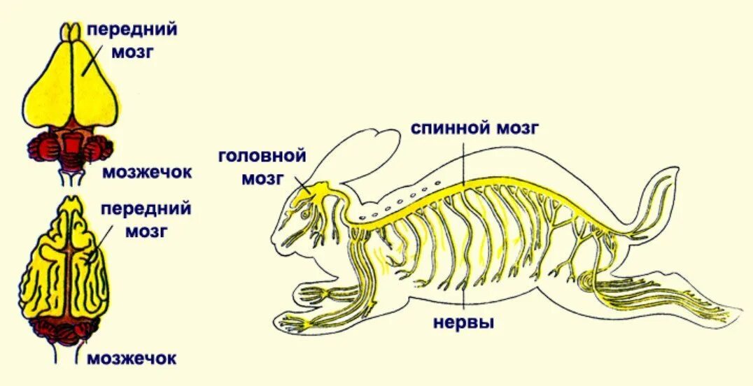 Мозг млекопитающих животных. Схема строения нервной системы млекопитающих. нервная система млекопитающих 7. строение нервной системы позвоночных животных. нервная система млекопитающих 7 класс биология.