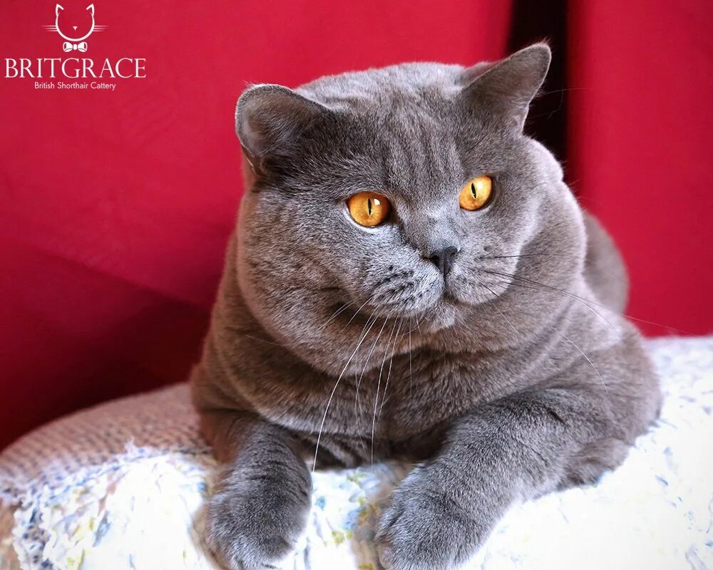 британец кот 15кг. вес британца. британец кошка вес. нормальный вес для котят по месяцам таблица. вес британца.