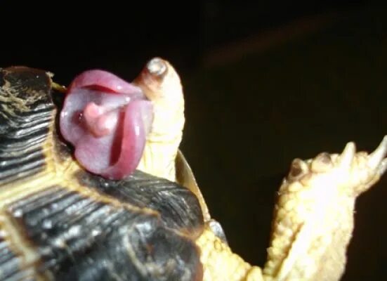 Внешнее строение сухопутной черепахи. Выделительная система черепахи. Красноухая черепаха спаривание. Анатомия черепахи. Спаривание сухопутных среднеазиатских черепах.