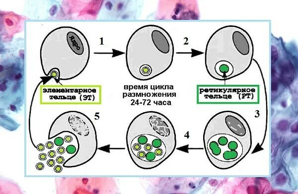 Жизненный цикл хламидий схема. Цикл развития хламидиоза. Жизненный цикл развития хламидий. Жизненный цикл хламидии микробиология.