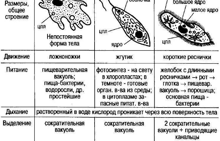 Особенности строения одноклеточных. Строение одноклеточных царство протисты. протисты строение клетки. подцарство простейшие 7 класс таблица по биологии. особенности строения клетки простейших.