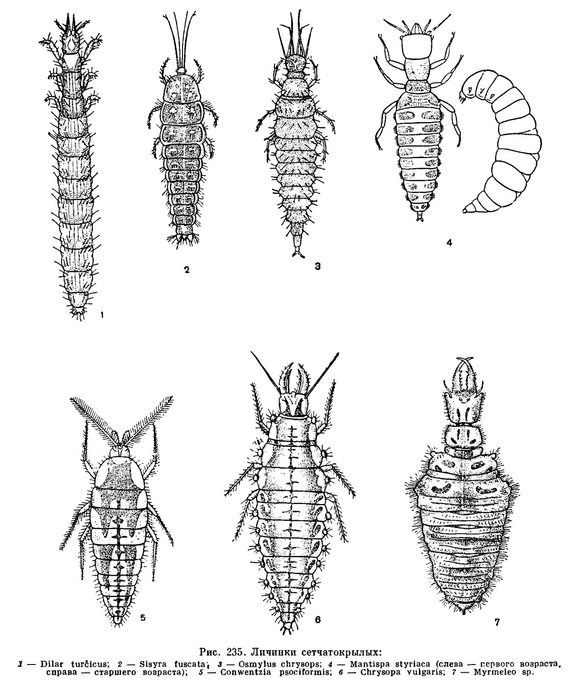 Личинки насекомых описание. Личинки сетчатокрылых. Сетчатокрылые метаморфоз. Sisyra fuscata. Osmylus fulvicephalus.