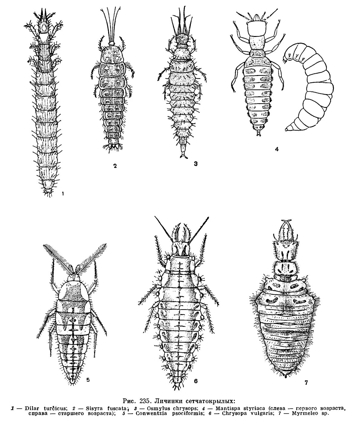 Личинки сетчатокрылых. Сетчатокрылые метаморфоз. Sisyra fuscata. Osmylus fulvicephalus.