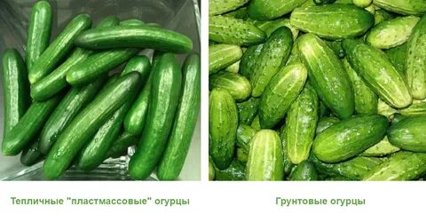 Сорт грунтовых огурцов