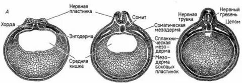 Хорда под нервной трубкой
