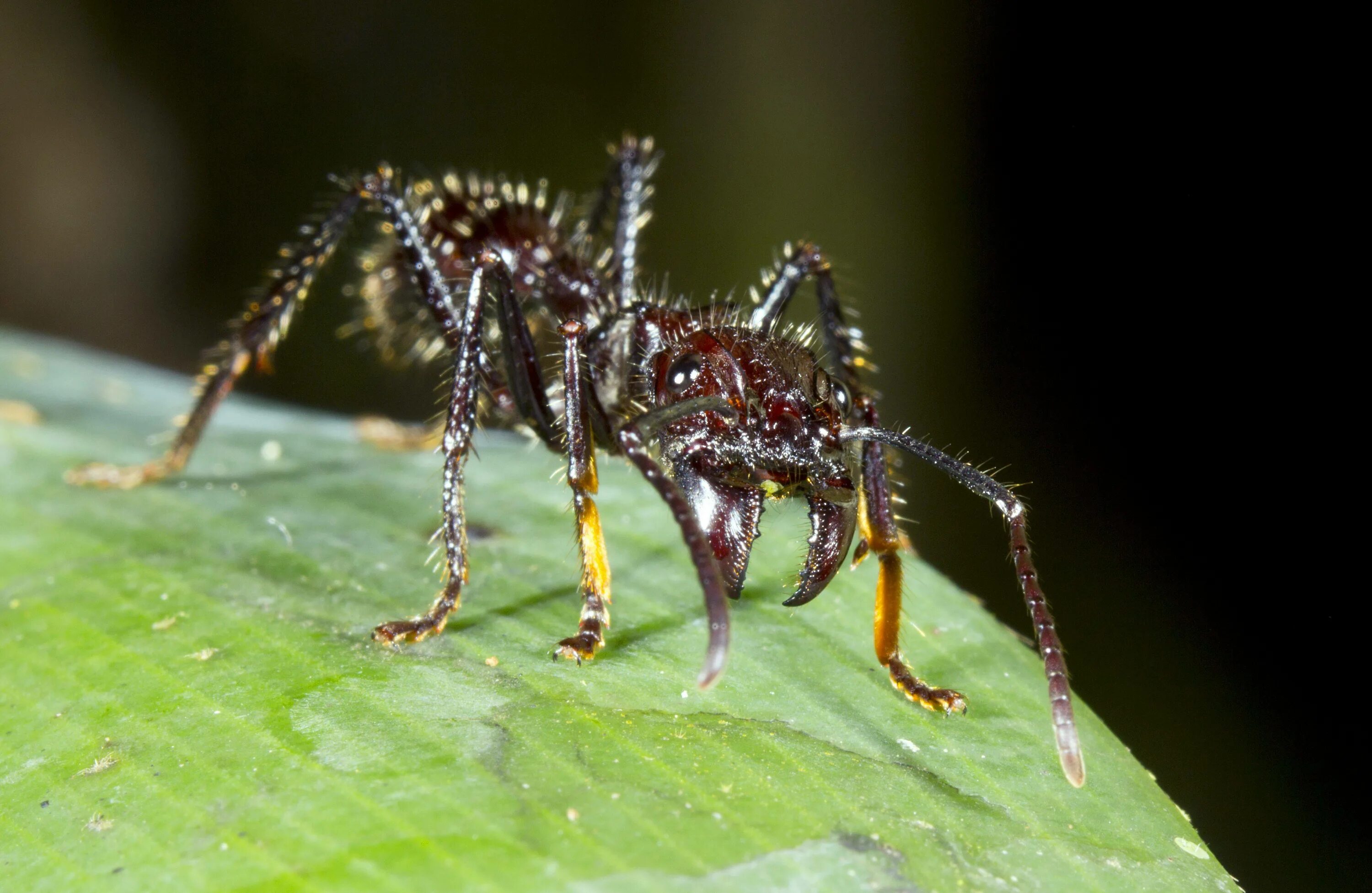 Муравей Paraponera clavata. Муравей-пуля или Paraponera clavata. Муравей-пуля среда обитания. Ядовитое насекомое муравей пуль.