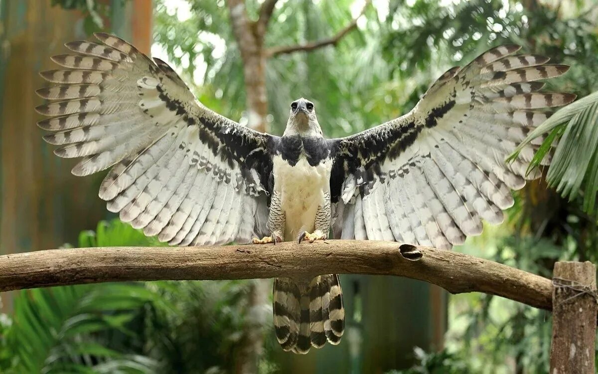 Гарпия полуженщина полуптица. Ттх гарпии. Ттх гарпии. Ттх гарпии. Энциклопедия девушек монстров гарпии.