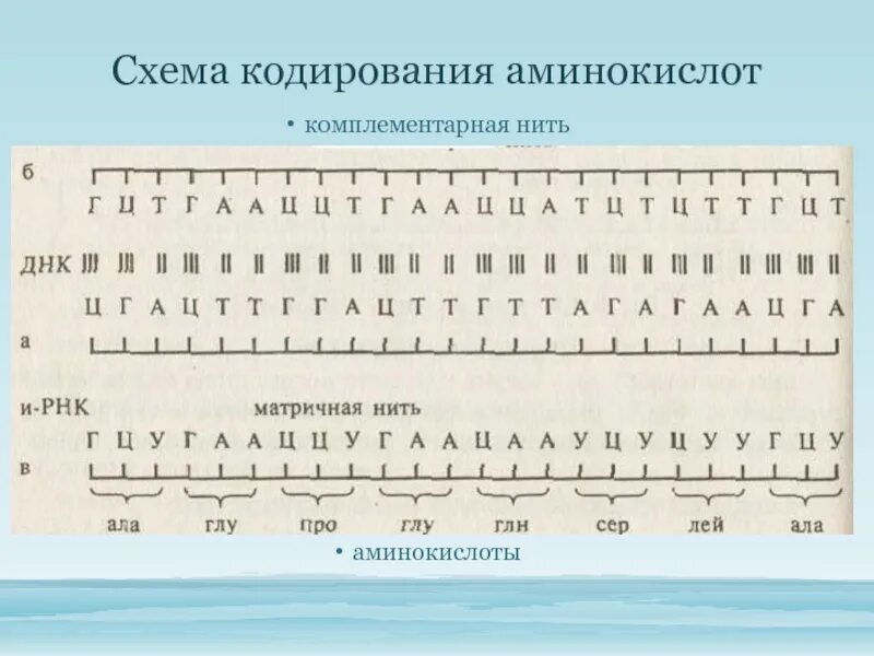 Схема кодирования. Комплементарная нить это. Кодирование аминокислот.