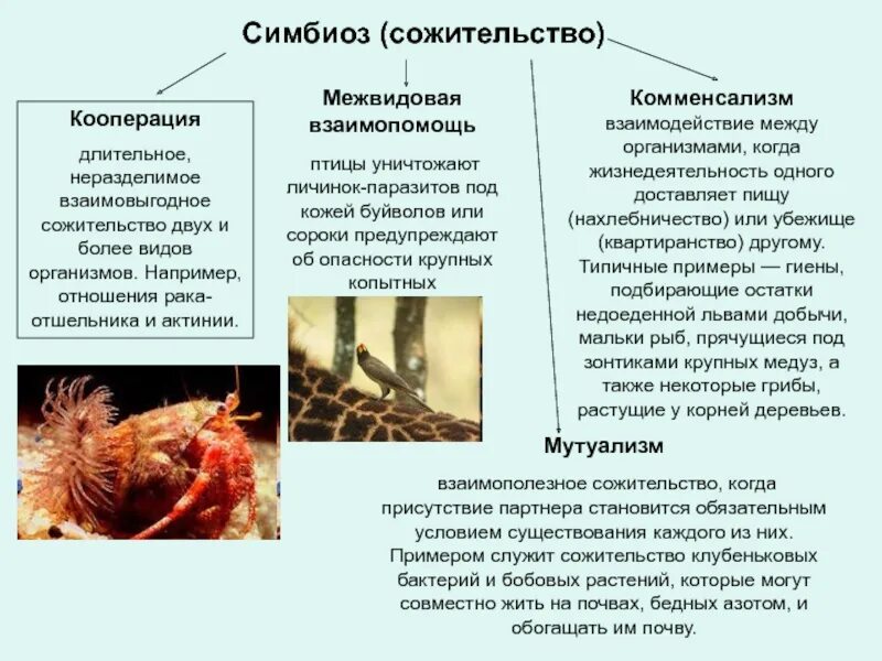 Паразит хозяин 2 хищник жертва. Симбиоз кооперация мутуализм комменсализм. Симбиотические взаимоотношения организмов. Типы взаимоотношений организмов (симбиоз. Симбиотические отношения примеры животных.