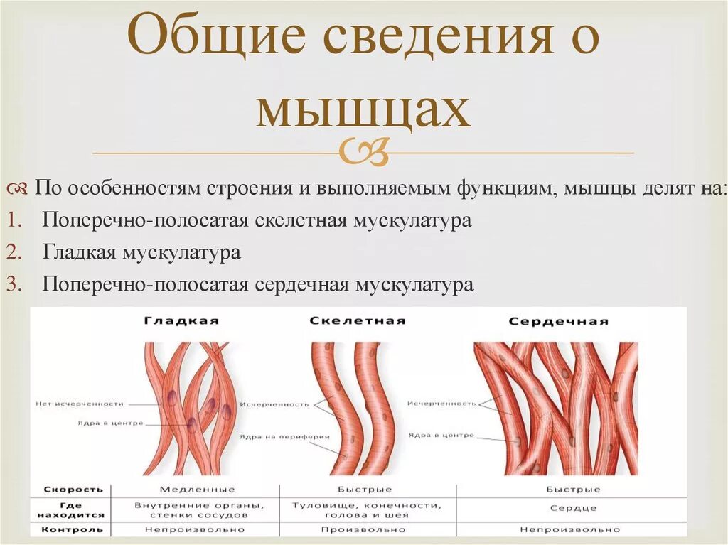 Назовите функции мышц