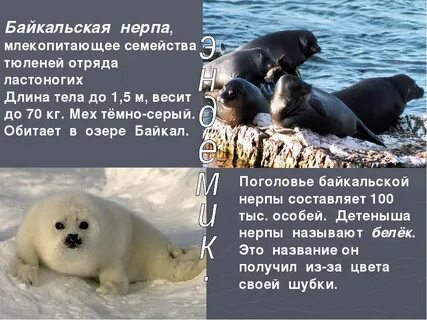 Нерпа красная книга