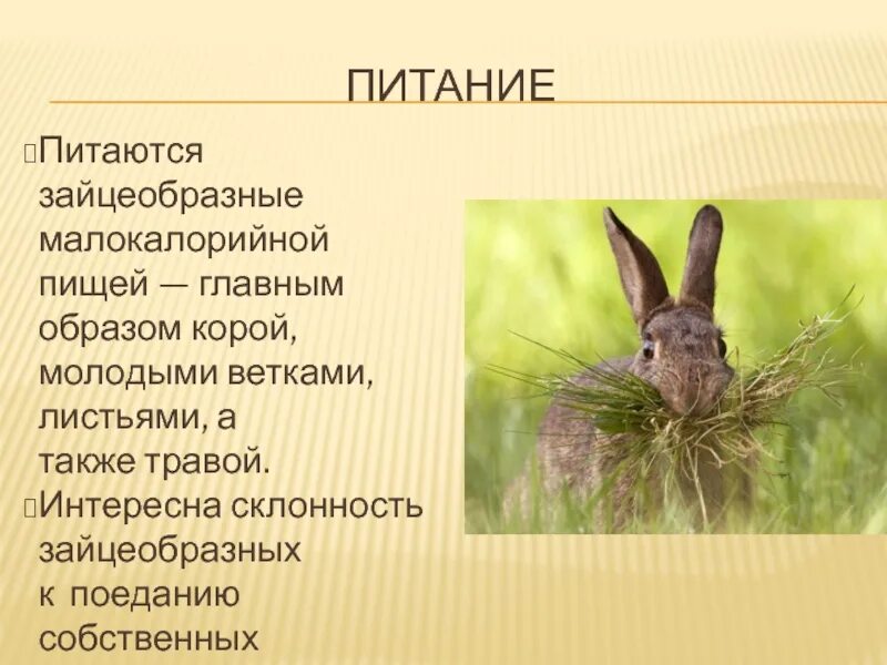 Зайцеобразные сообщение 8 класс. Отряд зайцеобразные кролики. отряд зайцеобразных общая характеристика. отряд зайцеобразные 7 класс биология.