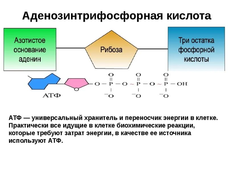 Атф егэ