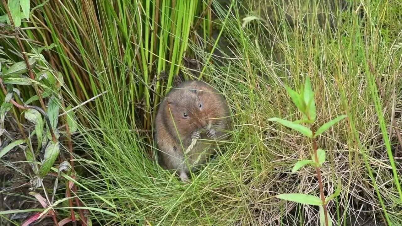 Водяная полевка Норы. Земляная крыса полевка. Водяная крыса Норы. Земляная крыса фото и меры борьбы