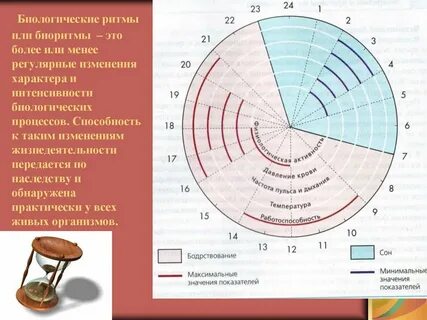 Биоритмы совместимость
