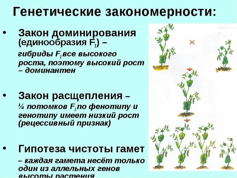 Моногибридное скрещивание гороха. Закономерности наследования признаков моногибридное скрещивание. Моногибридное скрещивание растений. Особи в f1 с рецессивными аллелями (моногибридное скрещивание):. Фенотип растения пример.