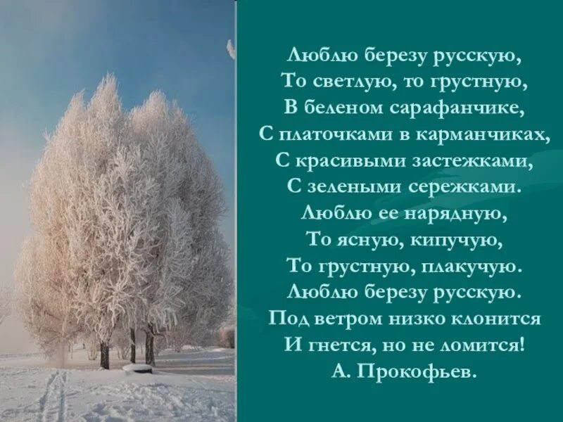 Прокофьев люблю березку русскую. Люблю березку русскую стихотворение. Люблю березку русскую то светлую то грустную.