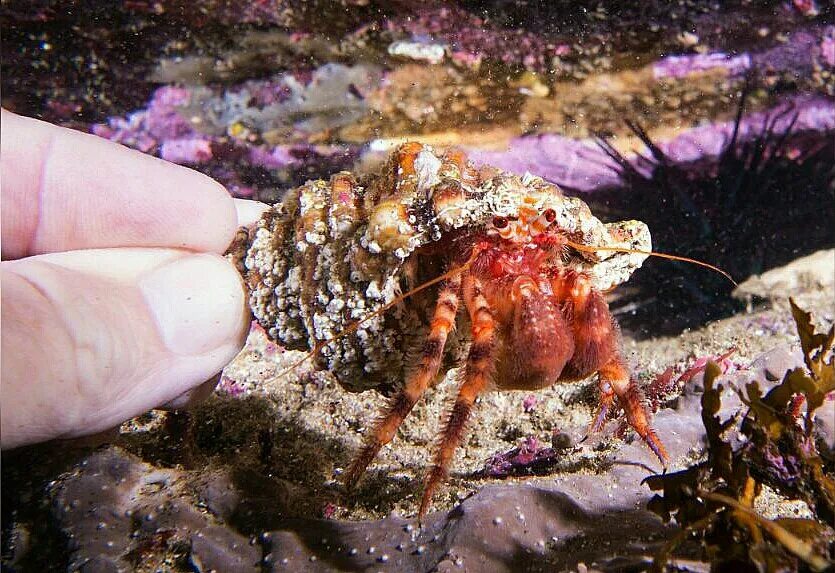 Рак отшельник дышит жабрами. Крабы отшельники красное море. раки-отшельники. охотоморский рак-отшельник. волосатый рак-отшельник.
