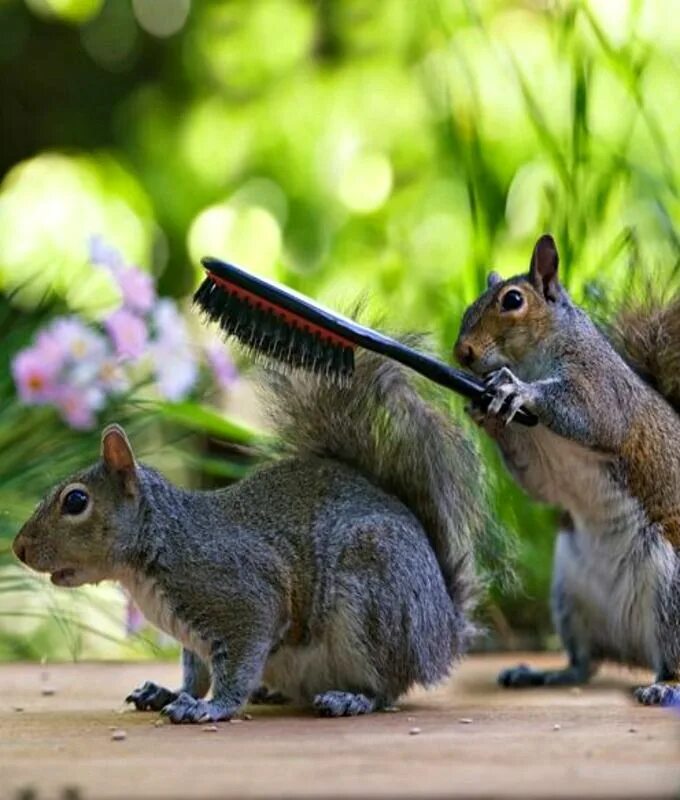 Squirrel updater
