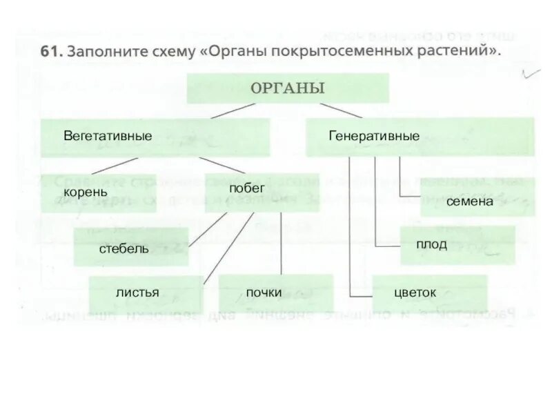 Покрытосеменные имеют органы. Органы цветкового растения схема 6 класс. Органы цветкового растения 6 класс биология таблица. Органы покрытосеменного растения схема 6 класс. Заполните схему органы покрытосеменных растений.