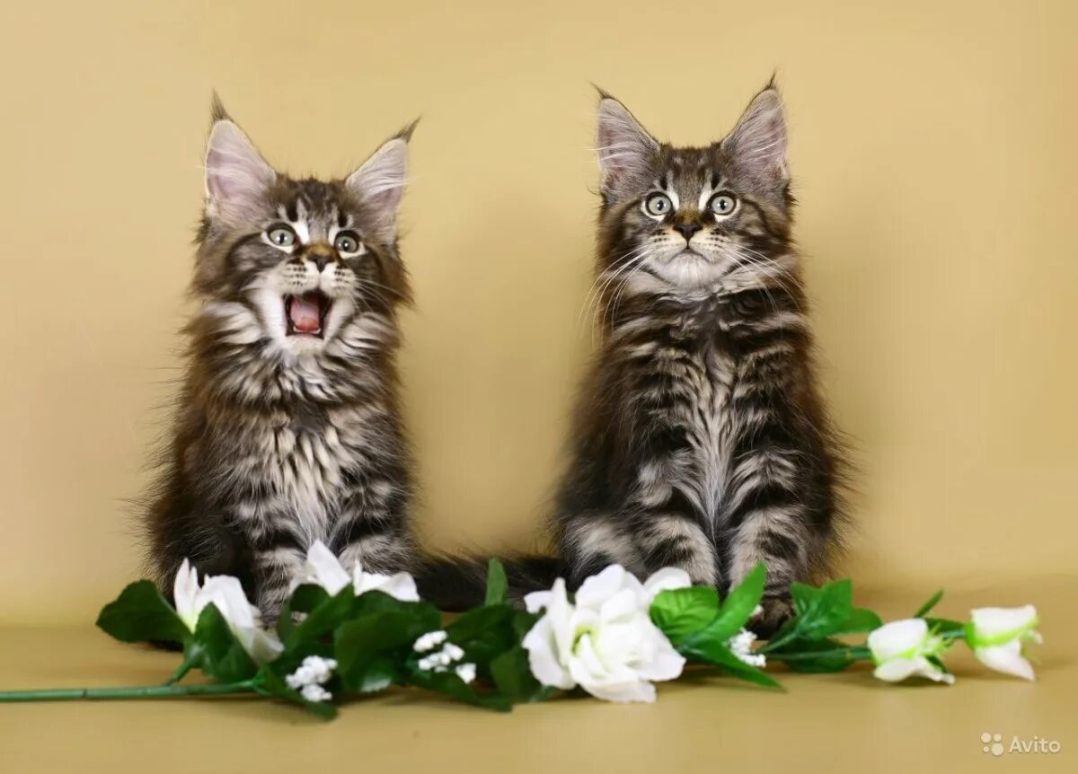 Рыжий котенок гладкошерстный. Мейн-кун. Порода мейн кун. Питомник мейн кунов орехово зуево. Рыжий котёнок.