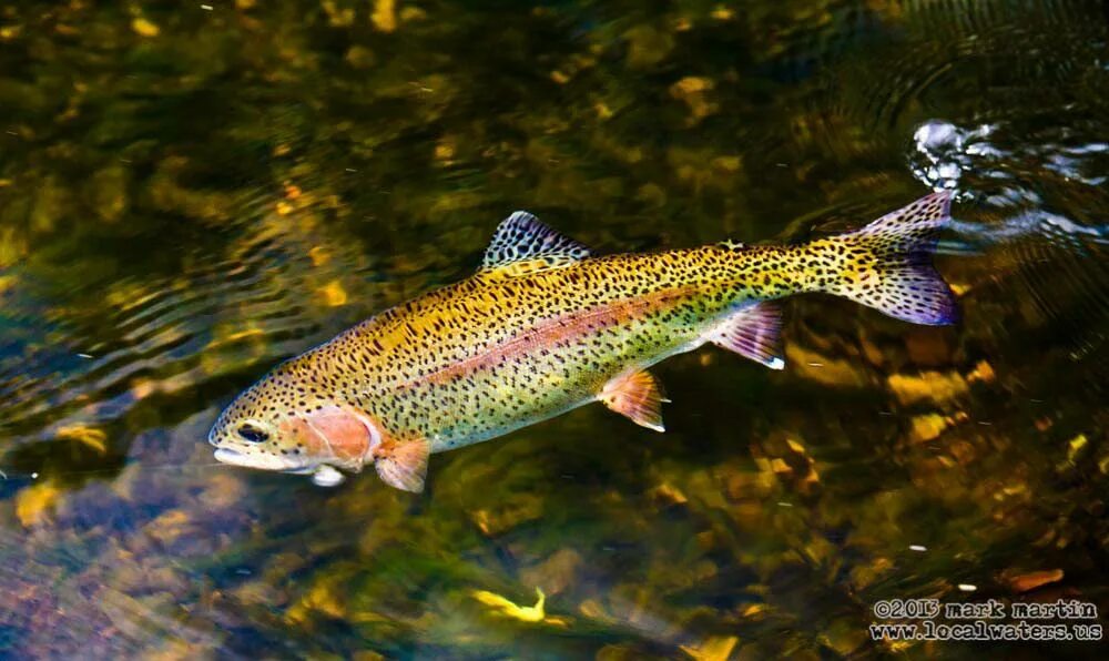 Форель в реке. Каспийская кумжа. Эйзенамская форель. Форель в ладожском озере. Пестрая ручьевая форель.