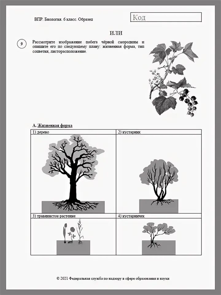 ВПР по биологии 6 класс 2021. Разбор ВПР по биологии 11 класс 2021. ВПР биология 11 класс 2021. ВПР за 2021 г 6 класс по биологии. Впр биология 6 класс плоды