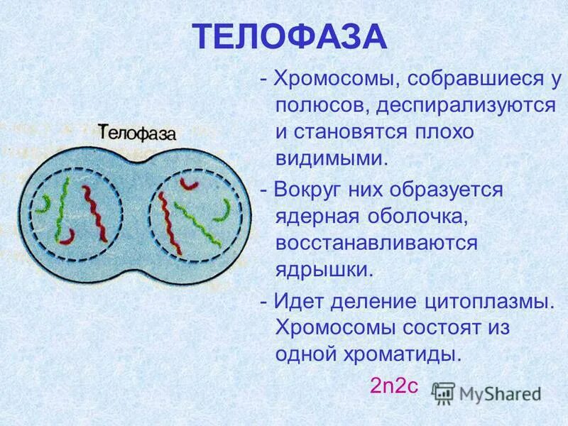 этапы мейоза таблица. хромосомы деспирализуются хромосомы состоят из двух хроматид. хромосомы состоят из одной хроматиды в. хромосомы деспирализуются хромосомы состоят из двух хроматид. клеточная перегородка телофаза.