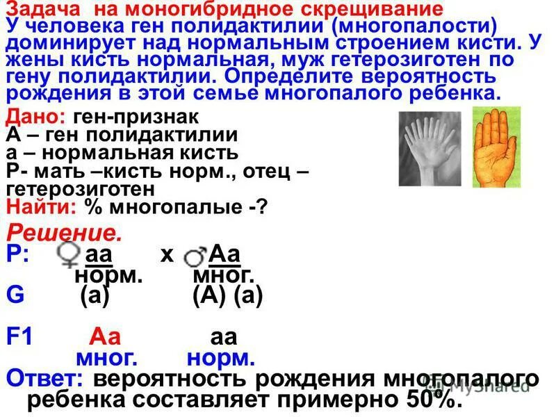 Скрещивание задачи генетика. У человека ген полидактилии. Задачи по генетике человека. Моногибридные задачи.