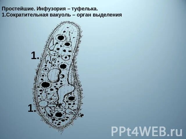 Какую функцию инфузории туфельки выполняет сократительная вакуоль. Сократительная вакуоль инфузории туфельки. Инфузория туфелька выделение. Выделение инфузории. Сократительная вакуоль инфузории.