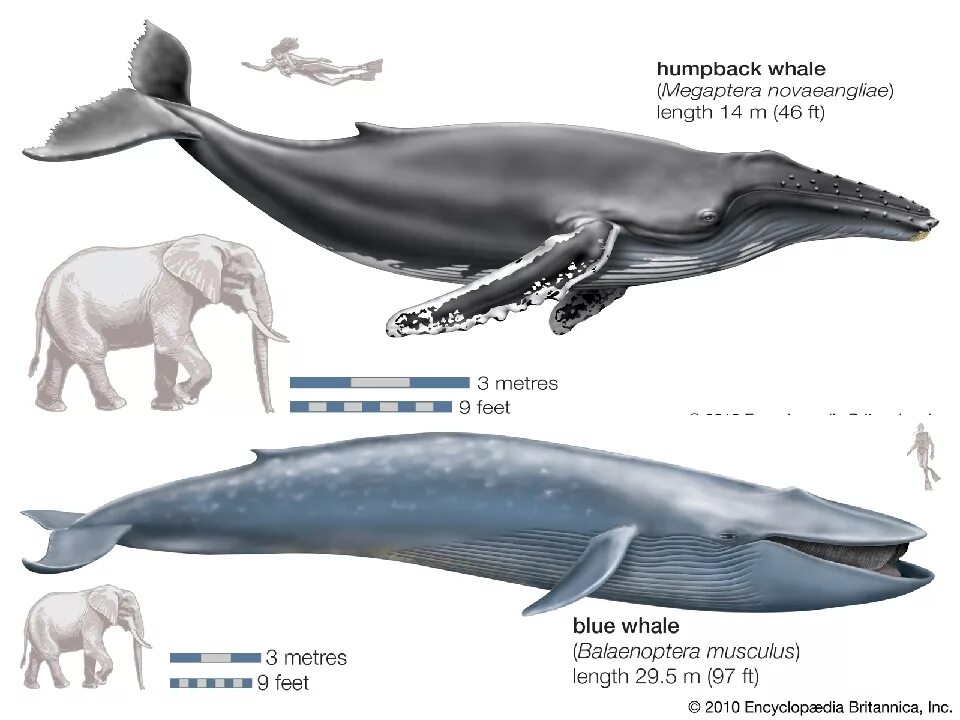 Гренландский кит, Кашалот , кит-Горбач, синий кит. Синий кит в сравнении с горбатым китом. Горбатый кит вес и длина. Голубой кит Размеры и вес.