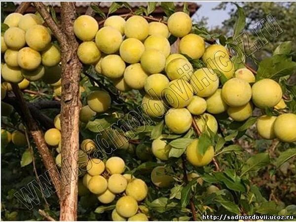 Алыча сорт подарок. Алыча крымская. сорт алыча пчельниковская. алыча павловская желтая. айва и алыча.