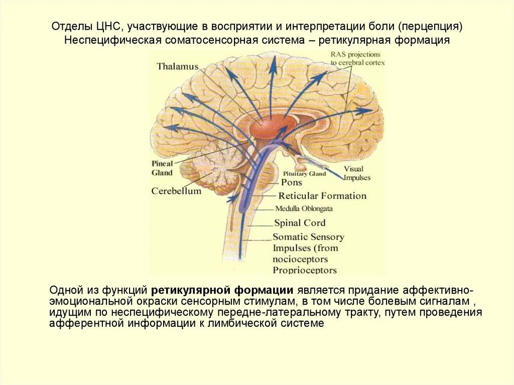 Роль отделов цнс. Ретикулярная формация функции в сенсорной системе. Структуры отделов ЦНС. Строение ретикулярной формации схема. Ретикулярная система функции.