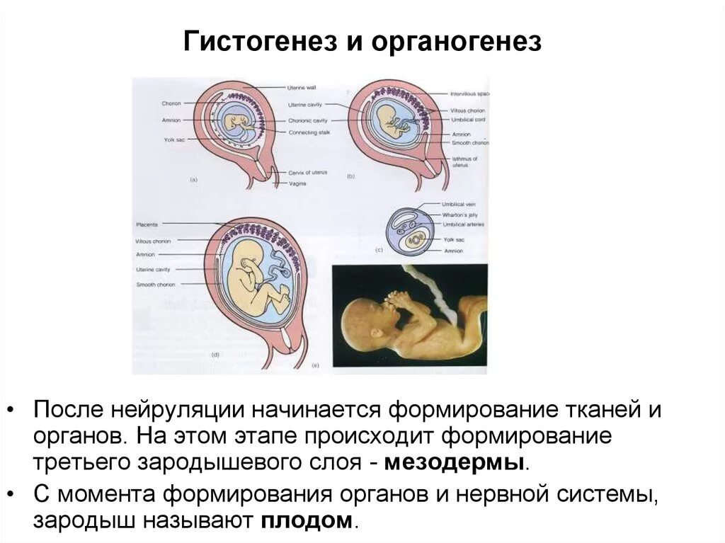 Формирование органов человека. Закладка и формирование органов гистогенез. Процессы в развитии эмбриона в органогенезе. Этапы эмбрионального развития процесс гисто и органогенеза. Гистогенез и органогенез.