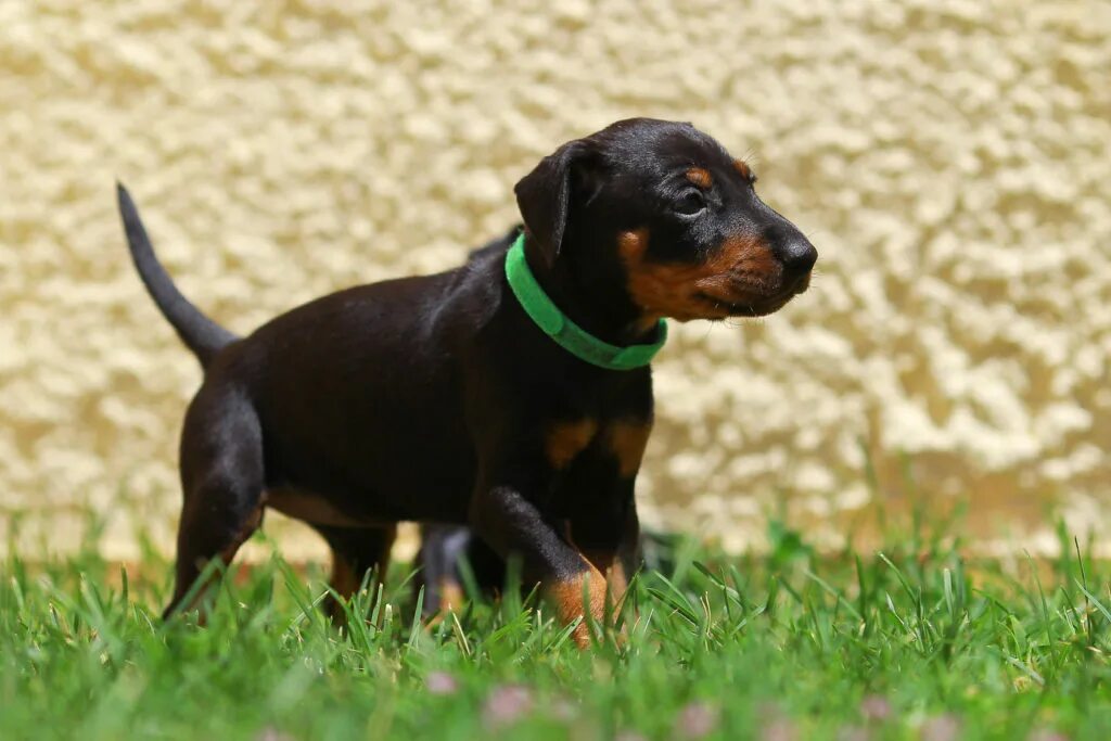 Манчестерский терьер с человеком. Манчестерский терьер. Manchester terrier. Карликовый манчестерский терьер. Карликовый манчестерский терьер.
