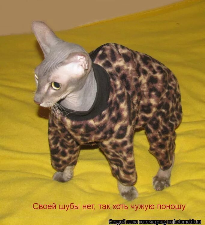 одежда для кошек своими руками. кошка в шубе. шуба сфинкса. лысые котики в одежде. лысая кошка в шубке.