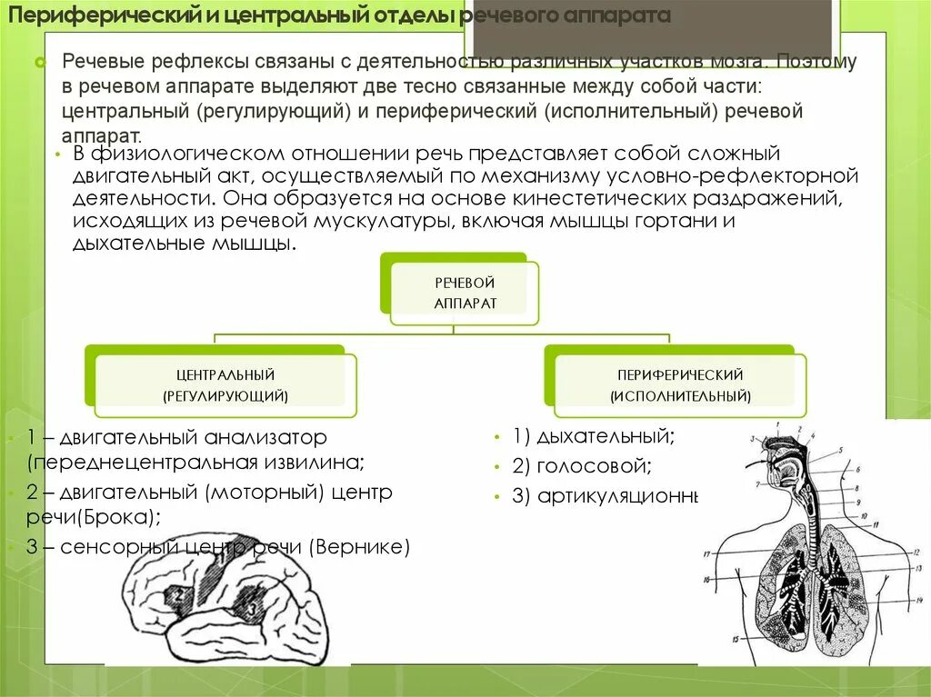 Рефлексы и речь. Центральный и периферический отделы речевого аппарата. Периферический отдел речевого аппарата. Центральные отделы речевого аппарата. Анатомия и физиология. Центральный отдел речевого аппарата функции кратко.