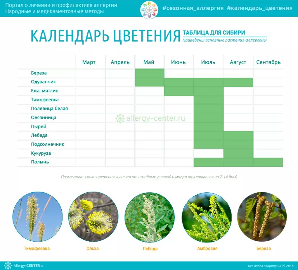 Календарь цветения аллергенных растений. Календарь цветения медоносов Сибири. Календарь цветения для аллергиков. Таблица цветения растений. Аллергены сейчас