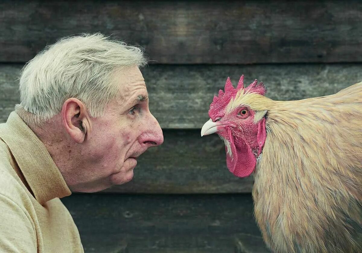 Собака и тигр совместимость в любви. Мужчина коза женщина петух. Ушинский петух да собака. Константин ушинский петух да собака. Мужчина петуха женщина собака.