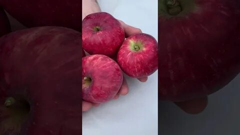Яблоня сорт легенда