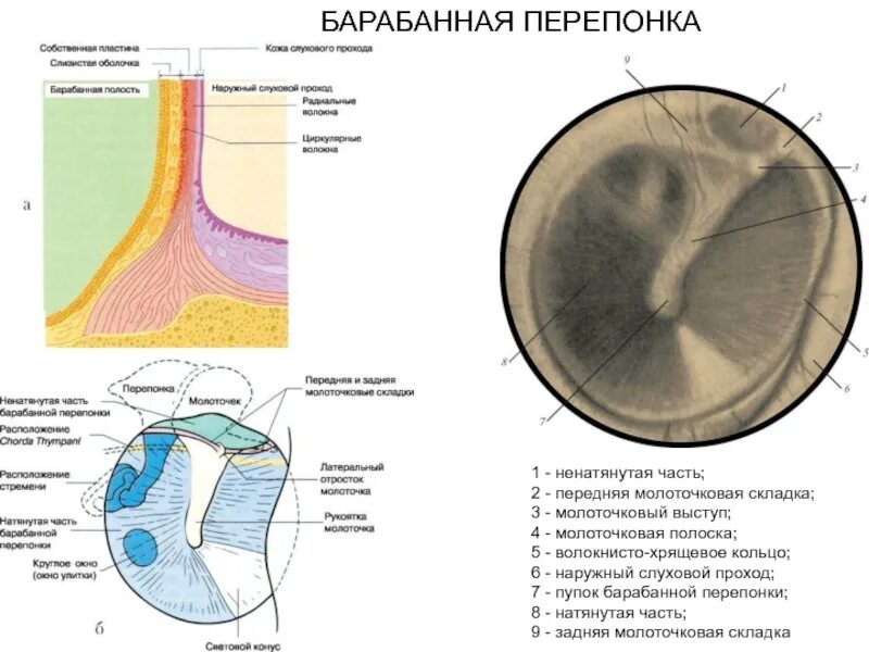 Ненатянутая часть барабанной перепонки. Барабанная перепонка анатомия. Строение барабанной перепонки анатомия. Слои барабанной перепонки в ненатянутой части. Наличие барабанной перепонки