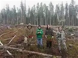 Лесничество псков выписать елку