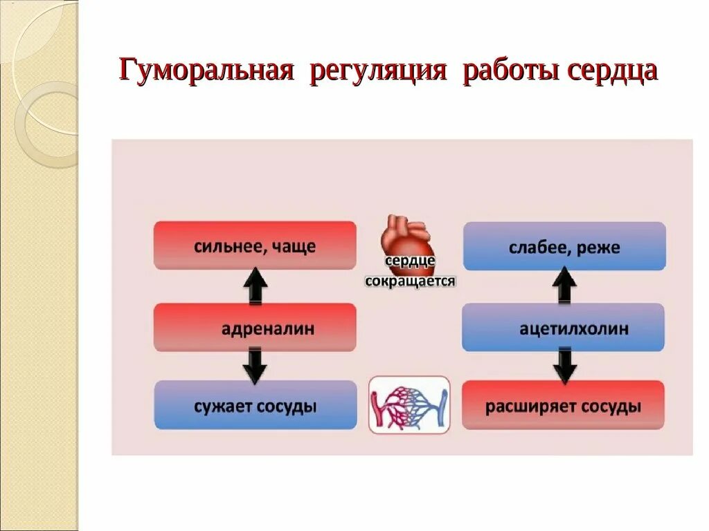 Гуморальная регуляция работы сердца осуществляется. Гуморальная регуляция работы сердца. Гуморальная работа сердца. Строение и работа сердца регуляция работы сердца. Гуморальная сердце анатомия.