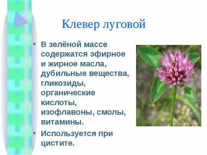 Какой плод у клевера лугового