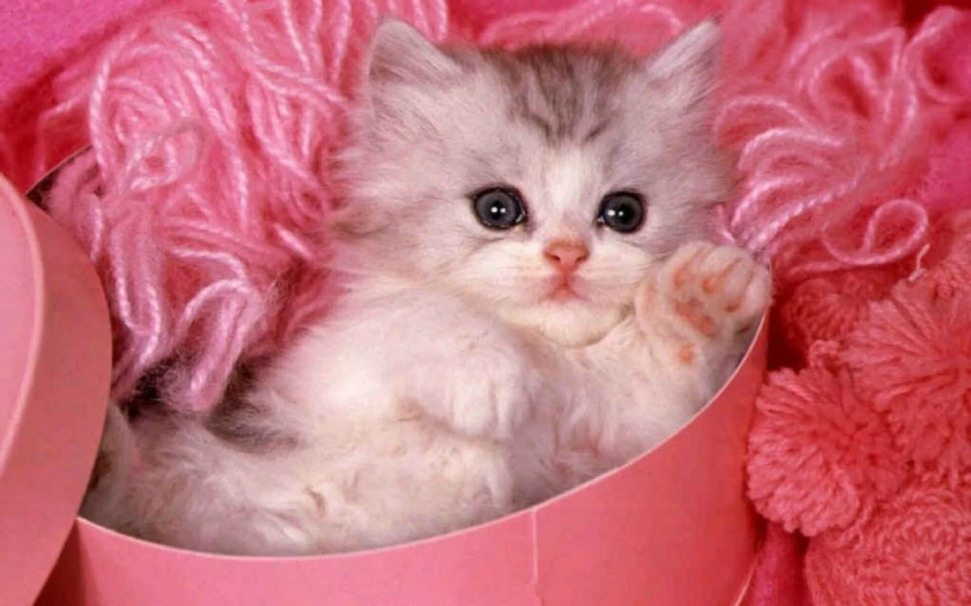 Кошка розового цвета. Кошка розового цвета