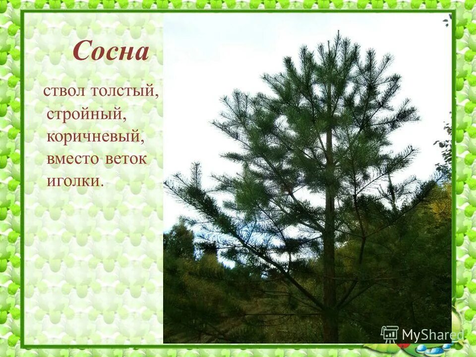 загадка про сосну для детей. загадка про сосну для детей. загадка с ответом сосна. загадка с ответом сосна. поговорки про сосну.