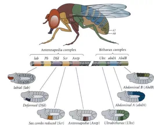Гены онтогенеза. Гены эмбрионального развития дрозофилы. Гены сегментации у дрозофилы. Генетический контроль развития онтогенеза. Гомеозисные гены.